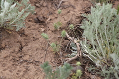 Ceratocephala testiculata