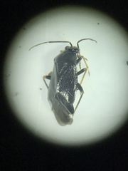 Slaterocoris