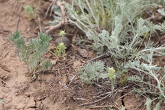 Ceratocephala testiculata