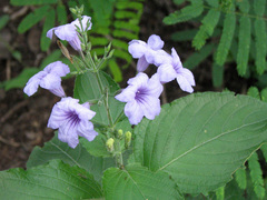 Ruellia ciliatiflora