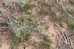 Prangos odontalgica