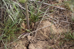 Prangos odontalgica