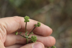 Prangos odontalgica