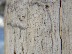 Chaenothecopsis debilis