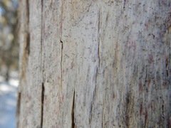 Chaenothecopsis debilis