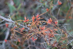 Cassytha glabella dispar