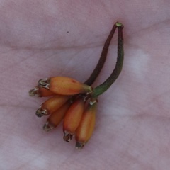 Cassytha glabella dispar