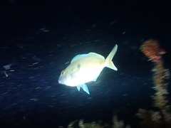 Nemadactylus valenciennesi