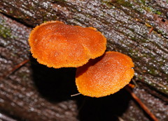 Gymnopilus ferruginosus