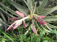 Tillandsia didisticha