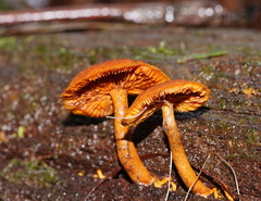 Gymnopilus ferruginosus