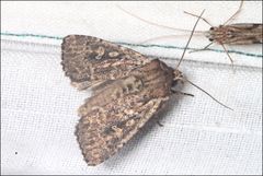 Dasygaster padockina