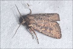 Dasygaster padockina