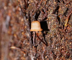 Mycena mamaku