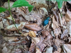 Carabus scabrosus tauricus