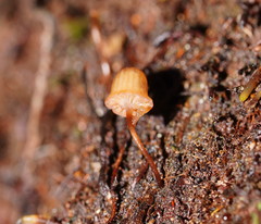 Mycena mamaku