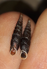 Macrogastra plicatula