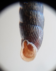 Macrogastra plicatula