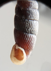 Macrogastra plicatula