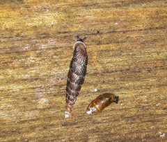 Macrogastra plicatula