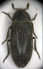 Dermestes peruvianus