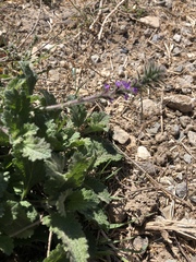 Verbena lasiostachys