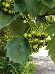 Crataegus sanguinea