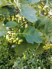 Crataegus sanguinea