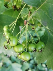 Crataegus sanguinea