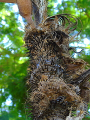 Astrocaryum mexicanum