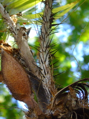 Astrocaryum mexicanum