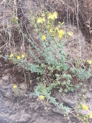 Hypericum tomentosum