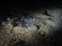 Penaeus latisulcatus