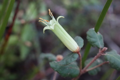 Correa reflexa reflexa