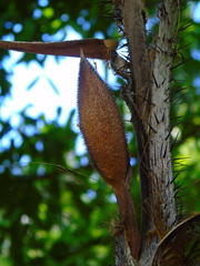 Astrocaryum mexicanum