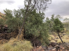 Terminalia supranitifolia