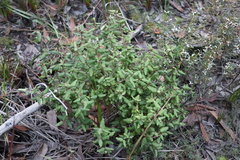 Correa reflexa reflexa