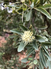 Terminalia supranitifolia