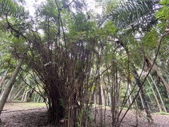 Bactris guineensis
