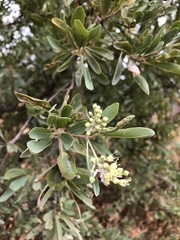 Terminalia supranitifolia