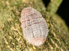 Coelostomidia zealandica