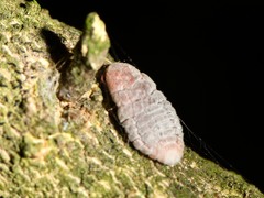 Coelostomidia zealandica