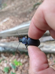 Carabus gyllenhalii