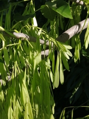 Fraxinus pennsylvanica