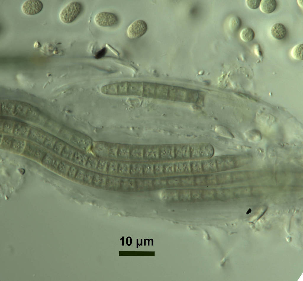 Microcoleus vaginatus