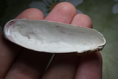 Lithophaga lithophaga