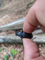 Carabus gyllenhalii