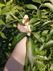 Fraxinus pennsylvanica