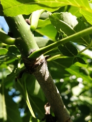 Fraxinus pennsylvanica