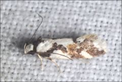 Machetis aphrobola